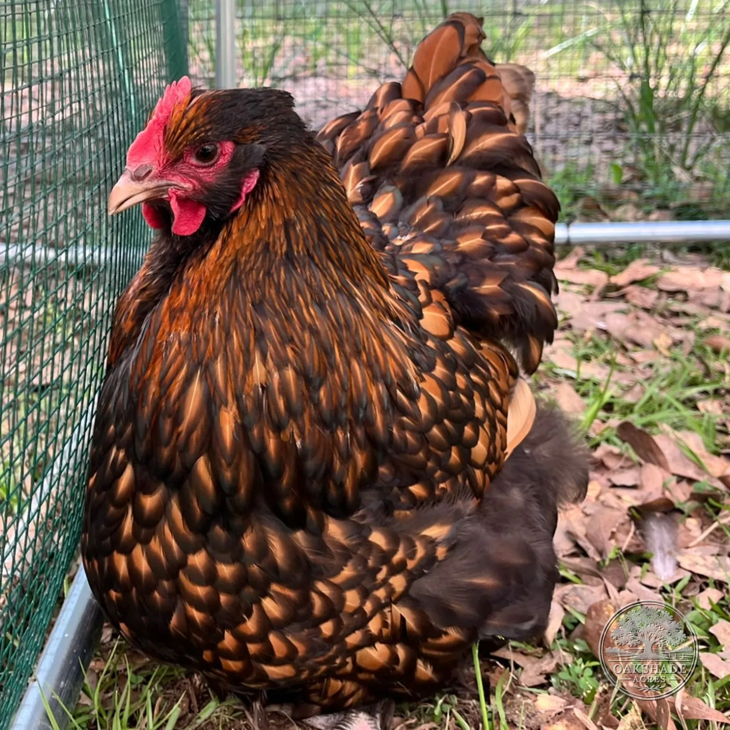 Gold Laced English Orpingtons