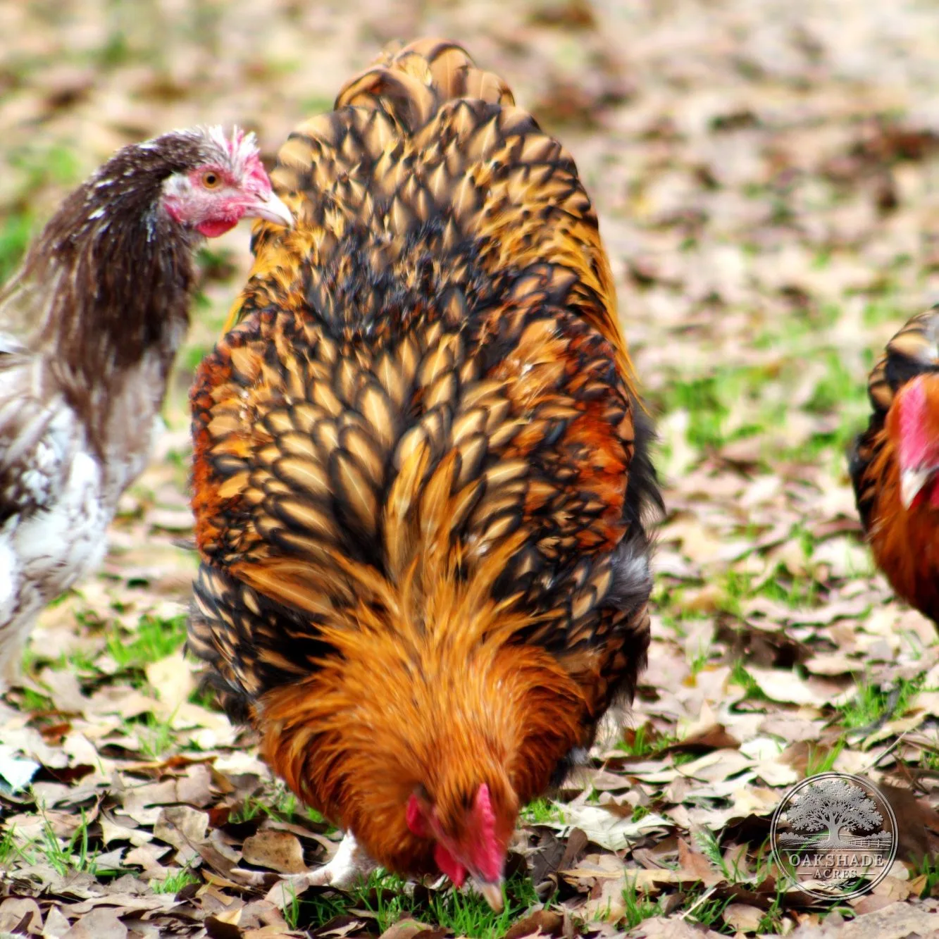 Gold Laced English Orpingtons